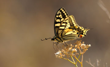 Schwalbenschwanz [Papilio machaon]