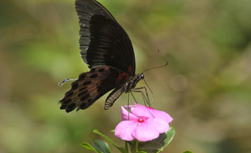 Papilio polymnestor [Papilio polymnestor]