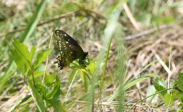 Papilio polyxenes [Papilio polyxenes]