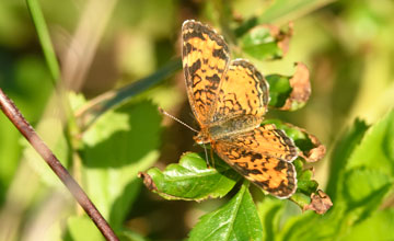 Northern crescent [Phyciodes cocyta]