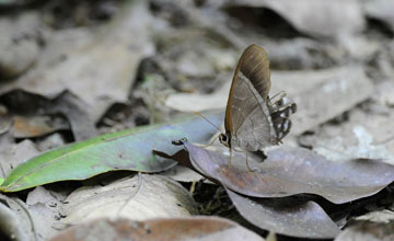 Astyoche satyr [Pierella astyoche]