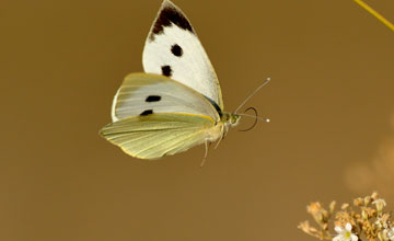 Grosser Kohlweissling [Pieris brassicae]