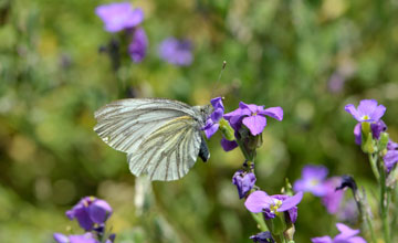 Green-veined white [Pieris napae]