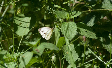 Green-veined white [Pieris napi]