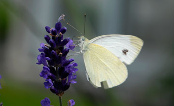 Kleiner Kohlweissling  [Pieris rapae]