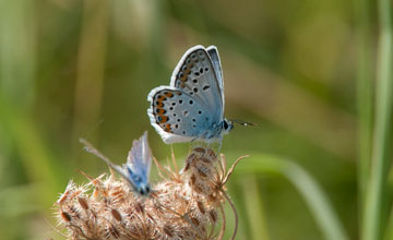 Silver-studded blue [Plebejus argus argus]