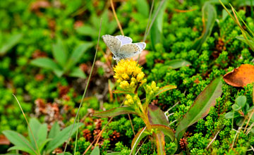 Northern blue [Plebejus idas]