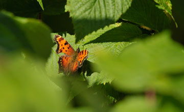 Eastern comma [Polygonia comma]