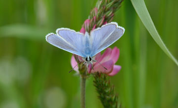 Hauhechelbläuling [Polyommatus icarus]