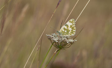 Eastern bath white [Pontia edusa]