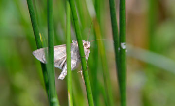 Reed dagger [Simyra albovenosa]