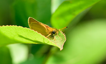 European skipper [Thymelicus lineola]