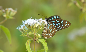 Dark blue tiger [Tirumala septentrionis]