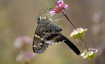 Long-tailed skipper [Urbanus proteus]