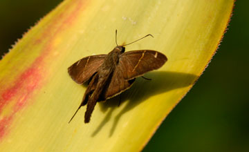 Plain longtail [Urbanus simplicius]