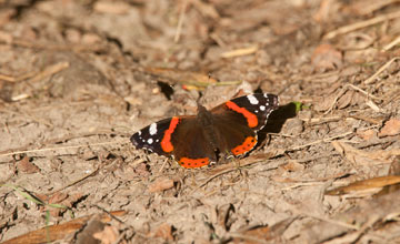 Red admiral [Vanessa atalanta]