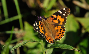 Distelfalter [Vanessa cardui]