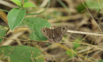 Ypthima asterope [Ypthima asterope]