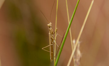 Rivetina baetica [Rivetina baetica]