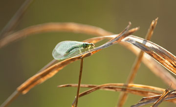 Green lacewing [Chrysopa perla]