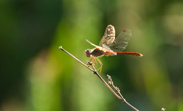 Braune Mosaikjungfer [Aeshna grandis]