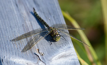 Variable darner [Aeshna interrupta]