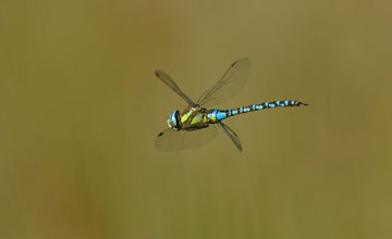 Migrant hawker [Aeshna mixta]