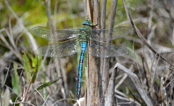 Grosse Königslibelle [Anax imperator]