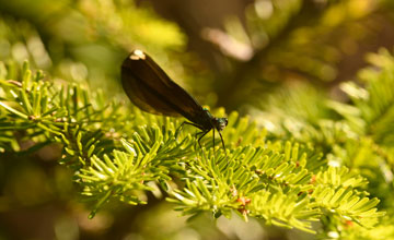 Ebony jewelwing [Calopteryx maculata]