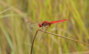 Feuerlibelle [Crocothemis erythraea]