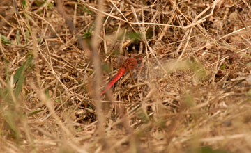 Scarlet skimmer [Crocothemis servilia]