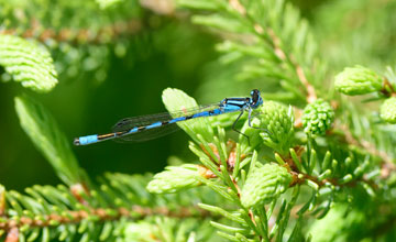 Familiar bluet [Enallagma civile]