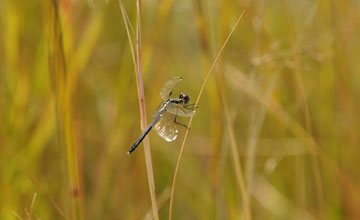 Piedspot [Hemistigma albipunctum]