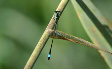 Grosse Pechlibelle [Ischnura elegans]