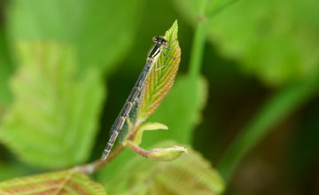 Fragile forktail [Ischnura posita]