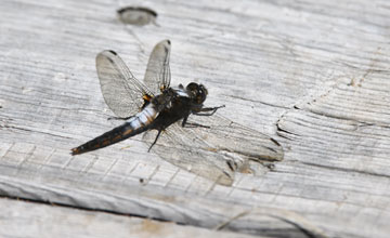 Chalk-fronted corporal [Ladona julia]