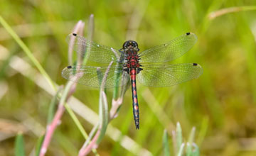 Hudsonian whiteface [Leucorrhinia hudsonica]