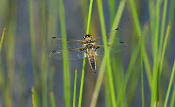 Vierfleck [Libellula quadrimaculata]