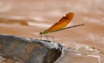 Stream glory [Neurobasis chinensis]