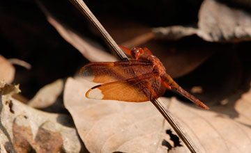 Fulvous forest skimmer [Neurothemis fulvia]