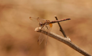 Paddyfield parasol [Neurothemis intermedia]