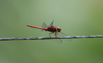 Orthemis discolor [Orthemis discolor]