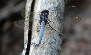 Blue marsh hawk [Orthetrum glaucum]