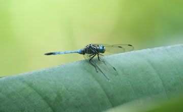 Orthetrum julia [Orthetrum julia]