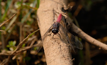 Crimson-tailed marsh hawk [Orthetrum pruinosum]