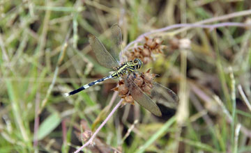 Slender skimmer [Orthetrum sabina]