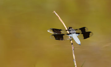 Common whitetail [Plathemis lydia]