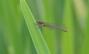 Large red damselfly [Pyrrhosoma nymphula]