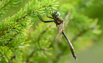 Lake emerald [Somatochlora cingulata]