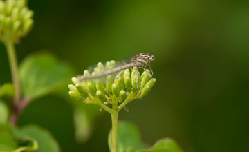 Common winter damselfly [Sympecma fusca]